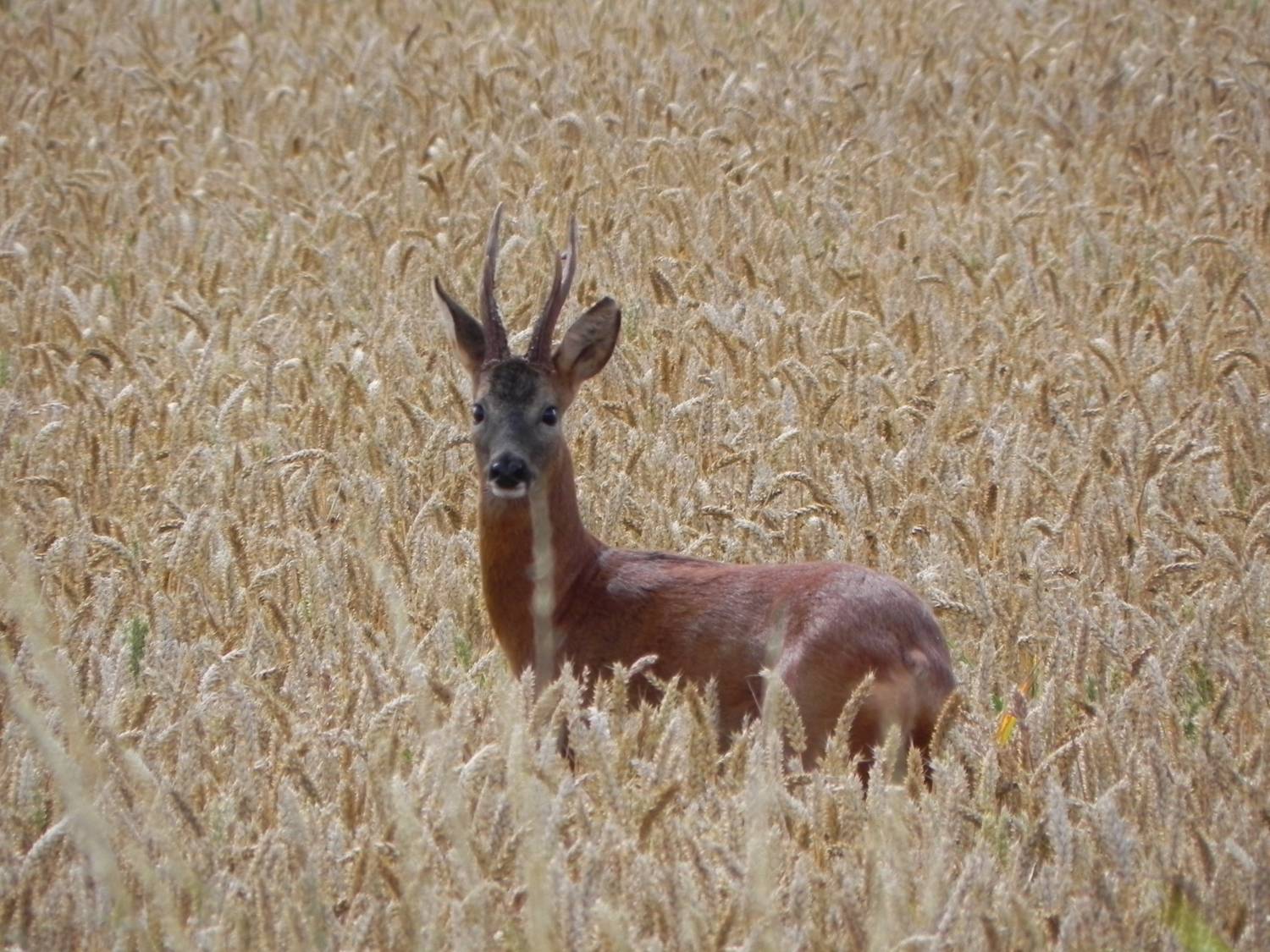 Roe Deer explores the wheat fields