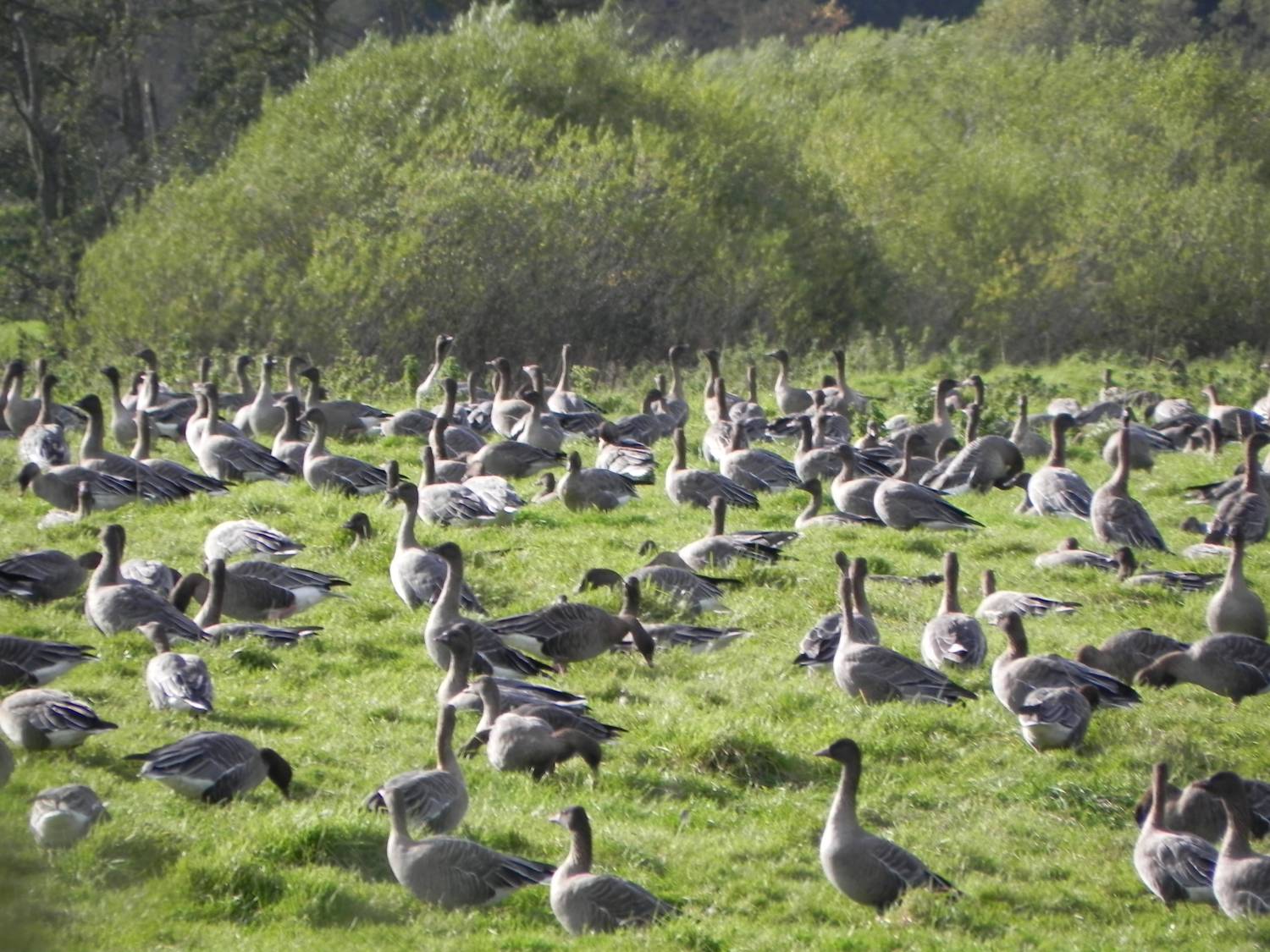 The geese arrive